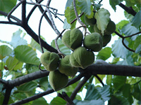 OTAHEITE WALNUT